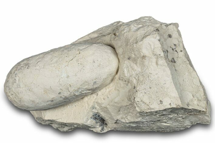 Eocene Fossil Crocodile Egg - Bouxwiller, France #293165